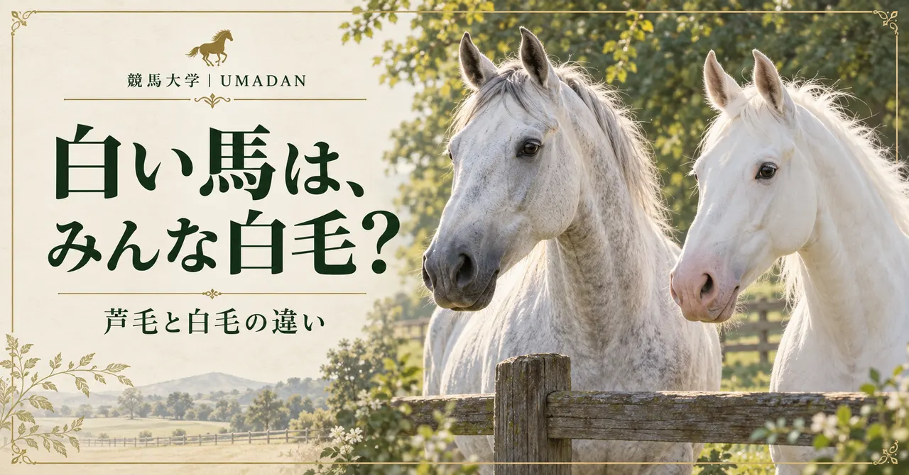 白い馬はみんな白毛？芦毛との違いを「白くなった時期」で見る