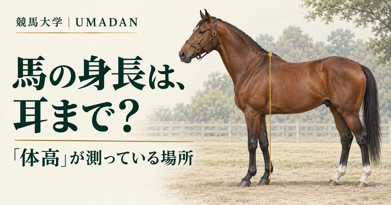 馬の身長は耳まで？「体高」を測る位置