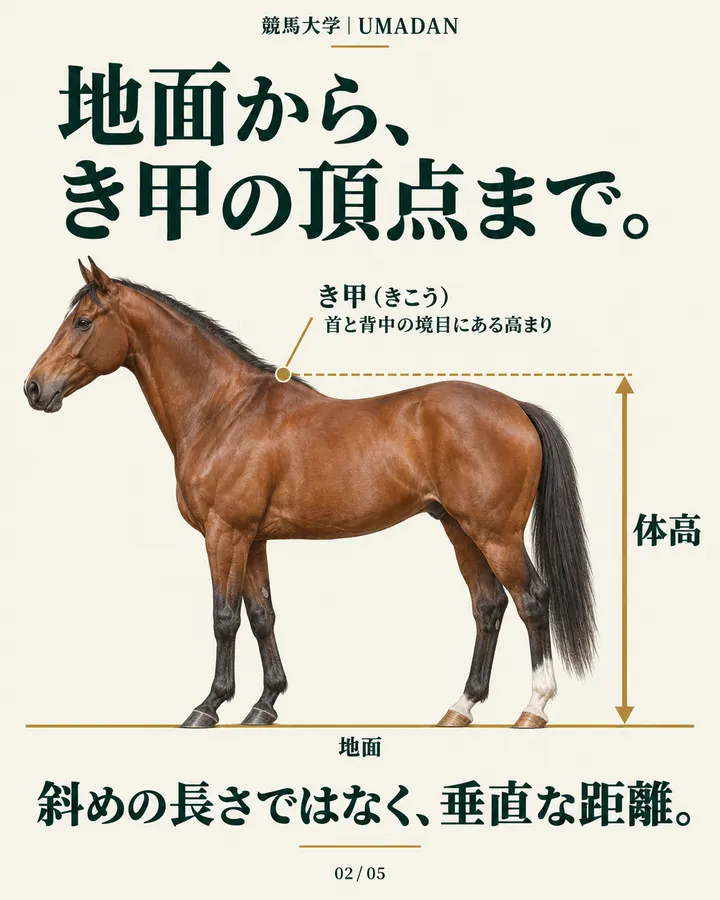 体高は、地面から首の付け根にあるき甲の頂点までの垂直な距離。馬の横姿と測る位置を示す図。