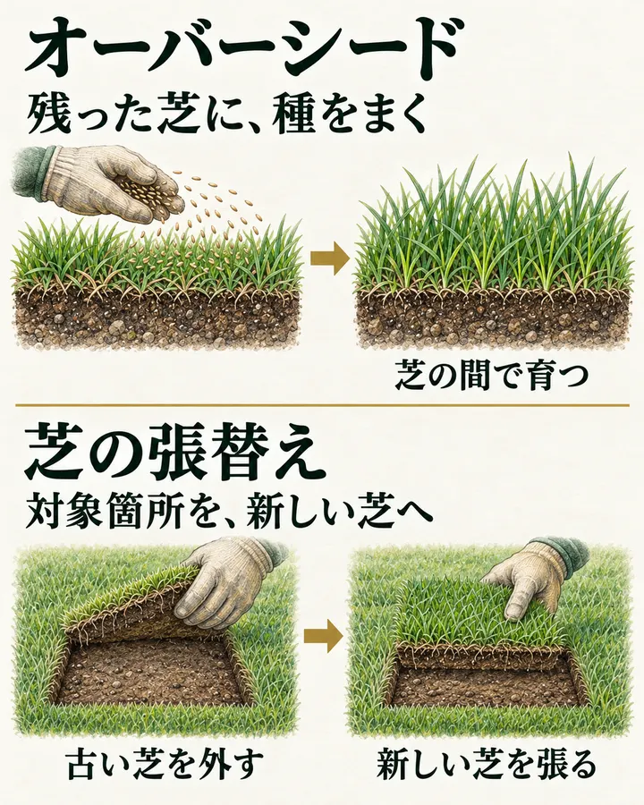 オーバーシード:残った芝に、種をまく。芝の間で育つ。芝の張替え:対象箇所を、新しい芝へ。古い芝を外す。新しい芝を張る。上段は既存の芝へ種をまいて育つ様子、下段は古い芝を外して新しい芝を張る手順を並べた図。